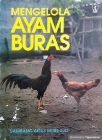 Mengelola ayam buras