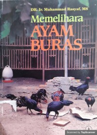 Memelihara ayam buras