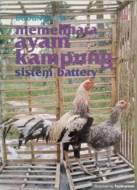 Memelihara ayam kampung sistem battery